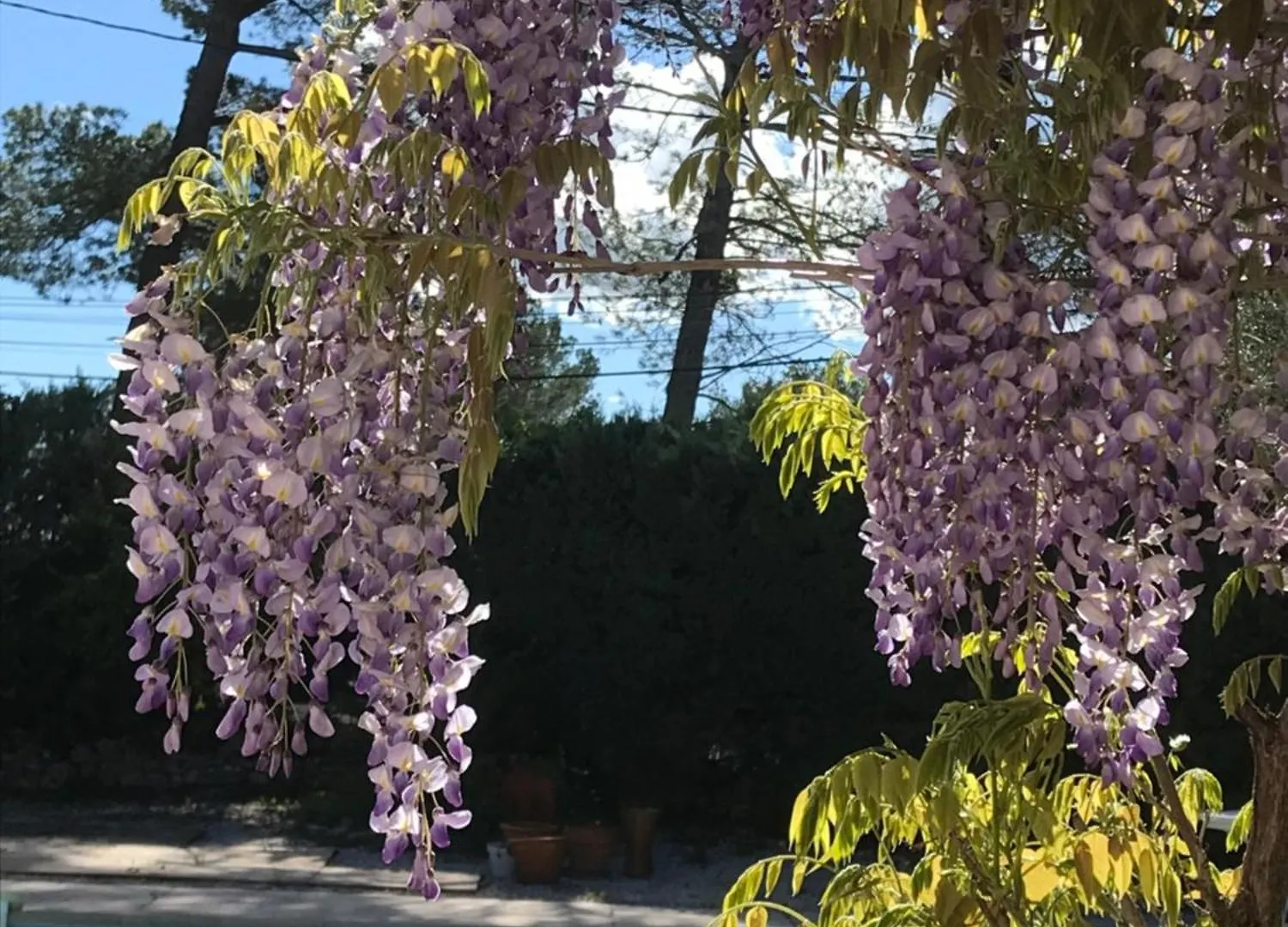 Guest house Le Patio Fleuri Hotel Lorgues
